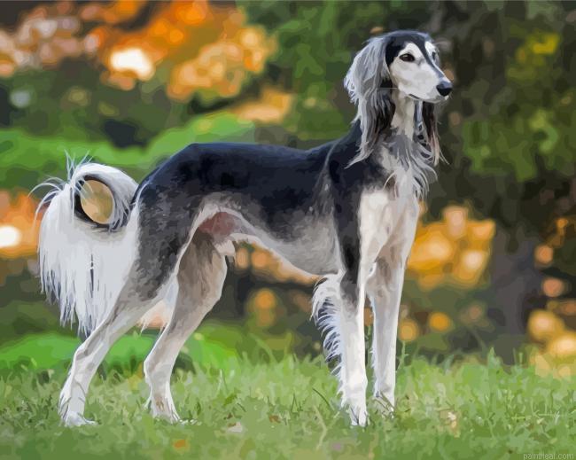 Black and white saluki painting by numbers.jpeg