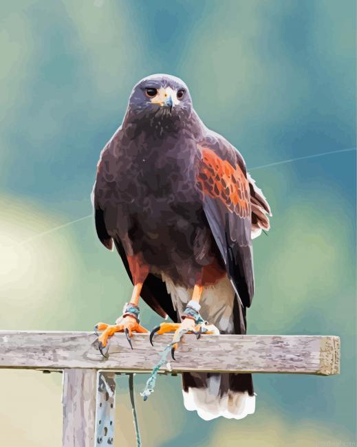 Black falcon bird painting by numbers.jpeg