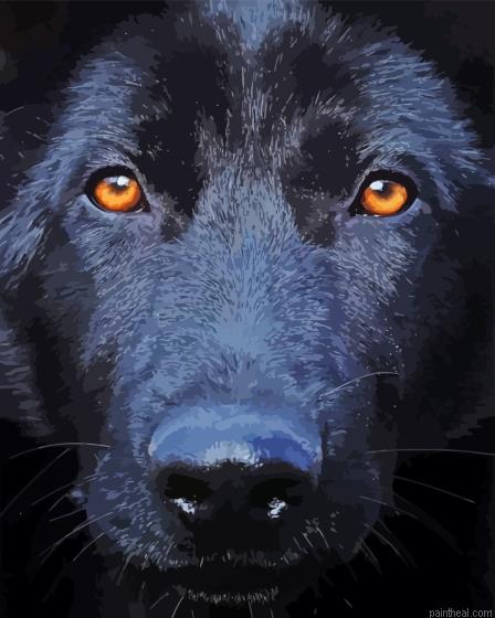 Black shepherd close up painting by numbers.jpeg