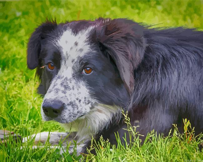 Black welsh sheepdog painting by numbers.jpeg