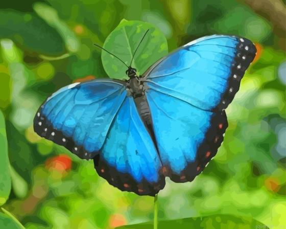 Blue buttefly painting by numbers.jpeg