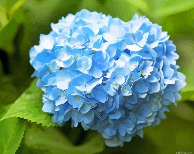 Blue hydrangea painting by numbers.jpeg