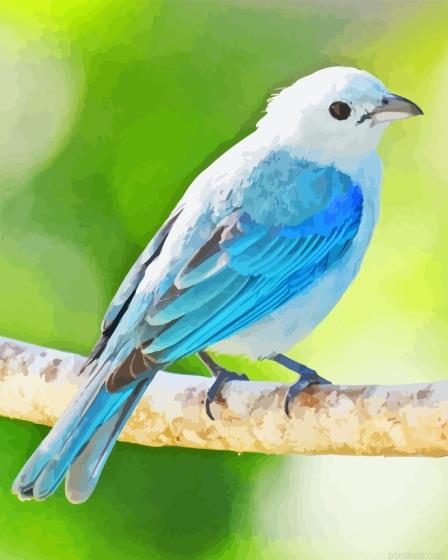 Blue oriole bird painting by numbers.jpeg