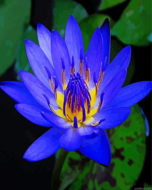 Blue water lily painting by numbers.jpeg