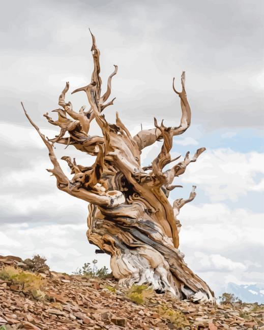Bristlecone pine painting by numbers.jpeg