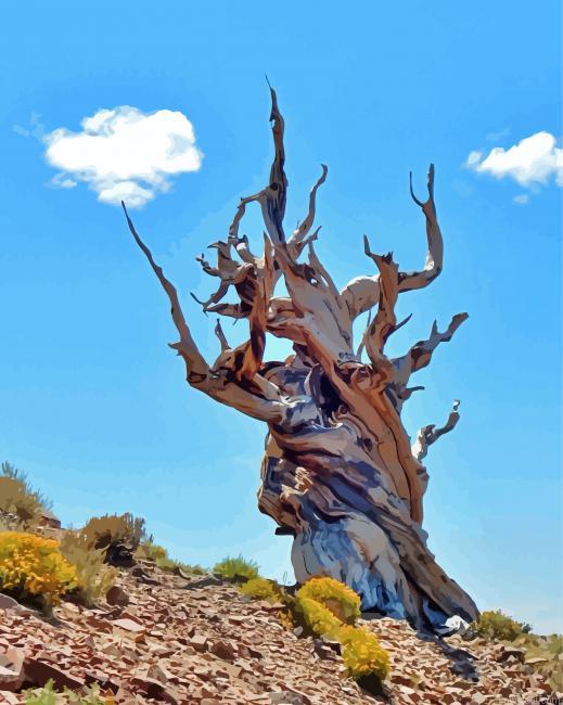 Bristlecone pine tree painting by numbers.jpeg