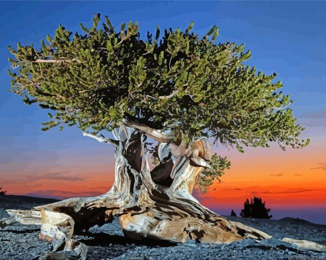 Bristlecone pine with sunset view painting by numbers.jpeg