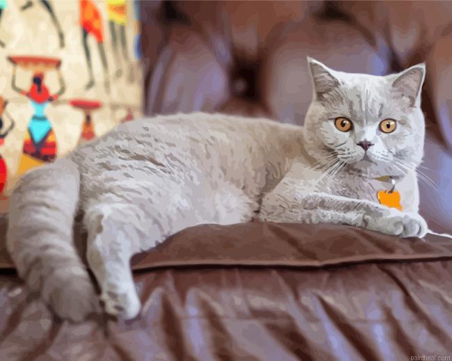 British shorthair painting by numbers.jpeg