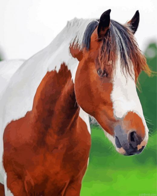 Brown and white pinto horse painting by numbers.jpeg