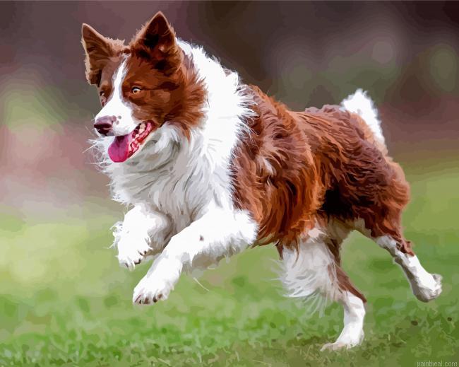 Brown border collie running dog painting by numbers.jpeg