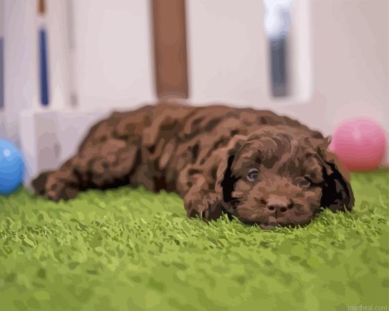 Brown cockapoo laying on grass painting by numbers.jpeg