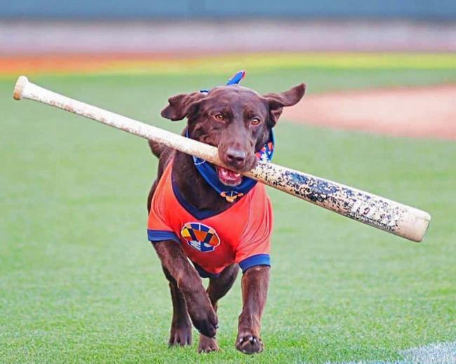 Brown dog playing baseball painting by numbers.jpeg