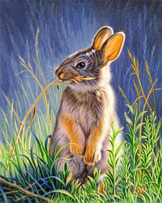 Bunny rabbit painting by numbers.jpeg