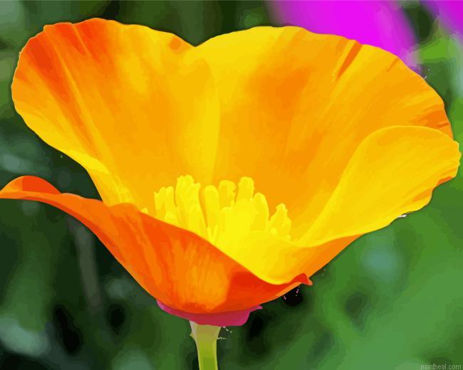 California poppy painting by numbers.jpeg