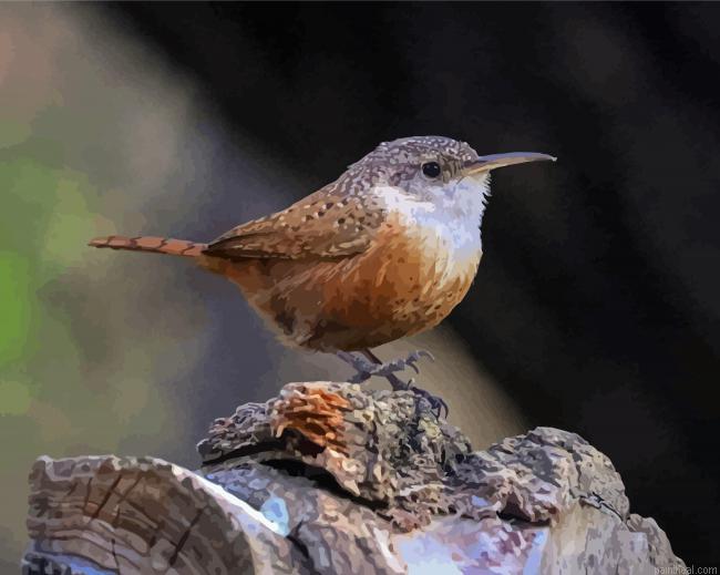 California wren bird painting by numbers.jpeg