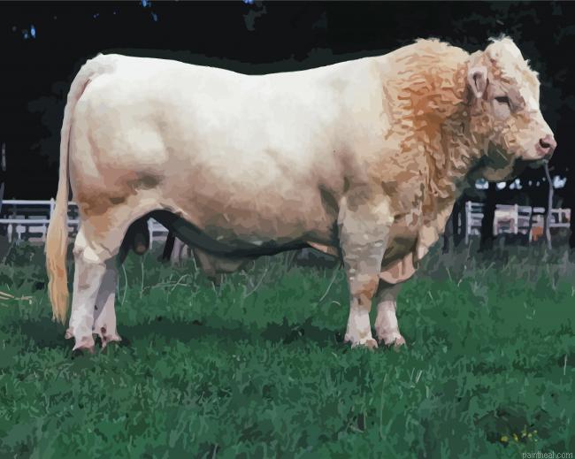 Charolais cattle painting by numbers.jpeg