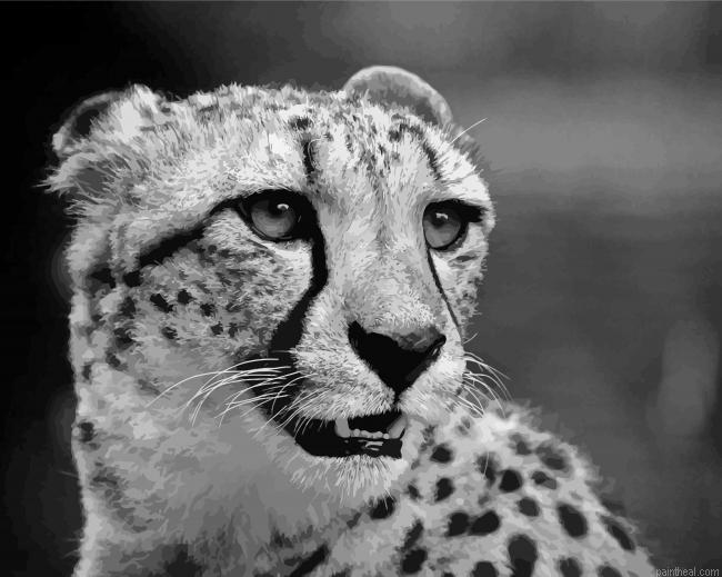 Cheetahs painting by numbers.jpeg