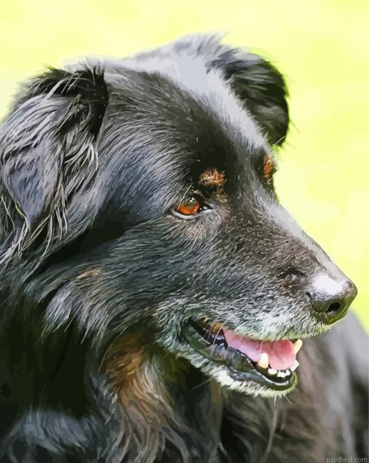 Close up black golden retriever painting by numbers.jpeg