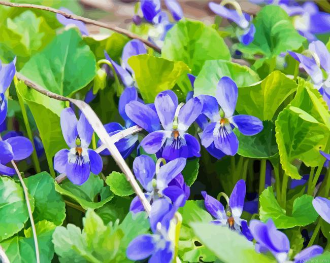 Common blue violet flowers painting by numbers.jpeg
