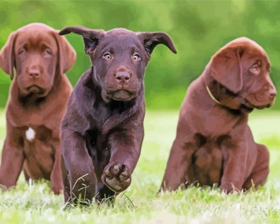 Cool chocolate labs painting by numbers.jpeg