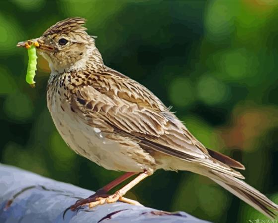 Cool eurasian skylark painting by numbers.jpeg