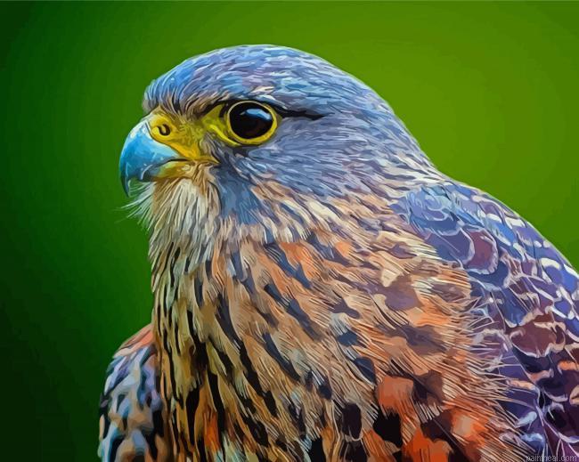 Cool new zealand falcon painting by numbers.jpeg
