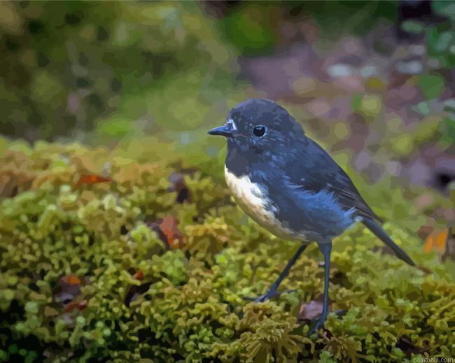 Cool south island robin painting by numbers.jpeg