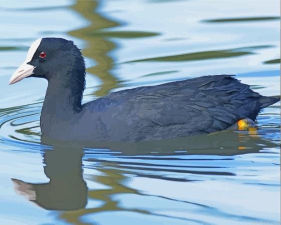 Coot swimming in lake painting by numbers.jpeg