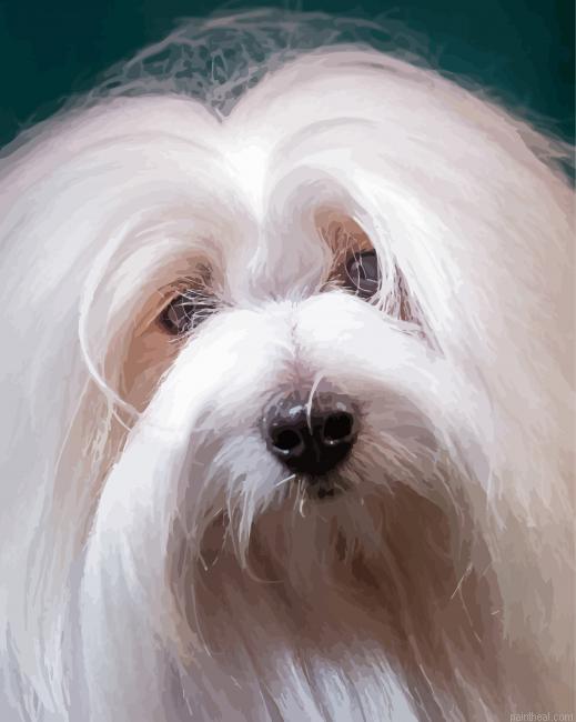 Cotton tulear painting by numbers.jpeg
