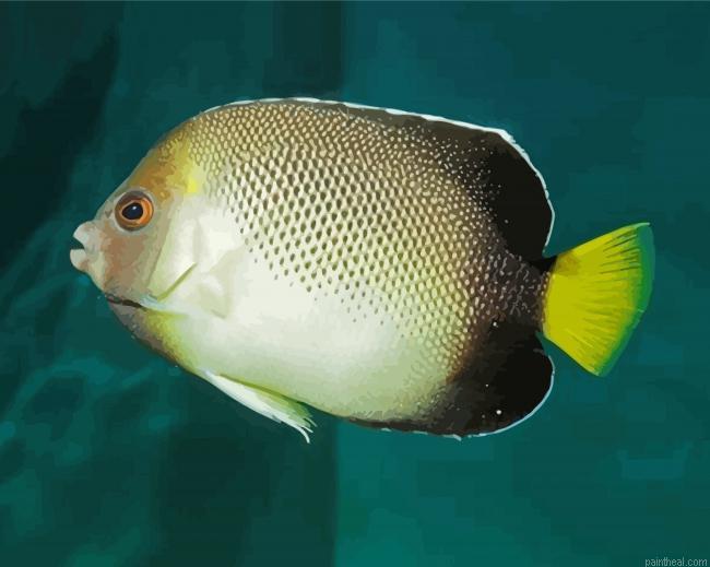 Cream angelfish fish painting by numbers.jpeg