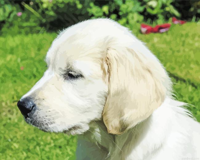 Cream retriever side view painting by numbers.jpeg