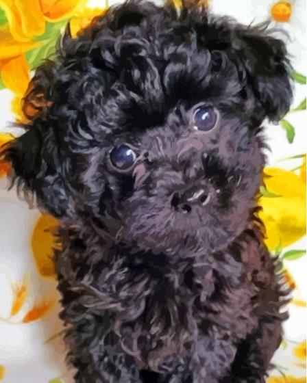 Cute black maltese dog puppy painting by numbers.jpeg