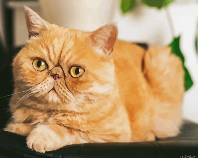 Cute exotic shorthair cat painting by numbers.jpeg