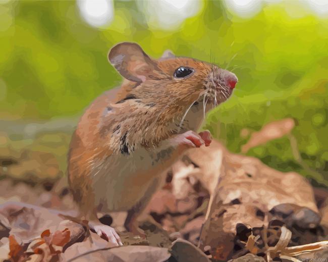 Cute field mouse painting by numbers.jpeg