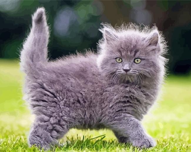 Cute long hair grey cat painting by numbers.jpeg