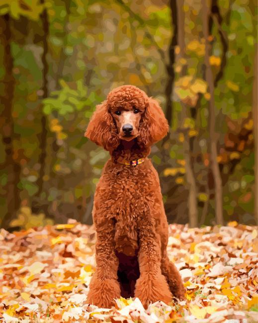 Cute standard poodle painting by numbers.jpeg