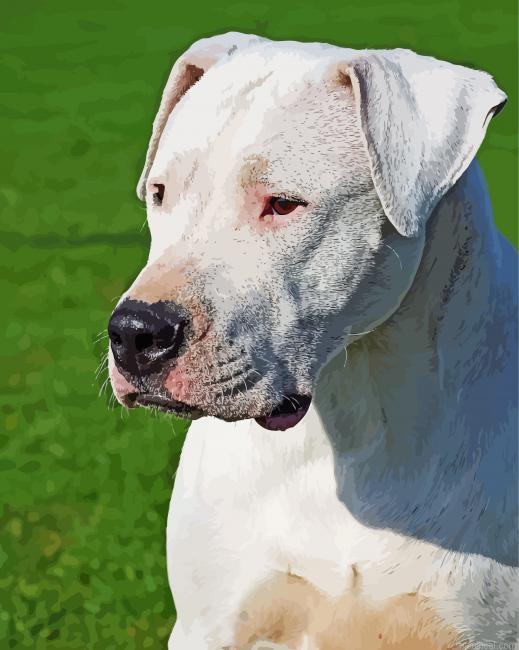 Dogo argentino painting by numbers.jpeg