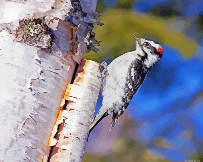 Downy woodpecker bird on birch painting by numbers.jpeg