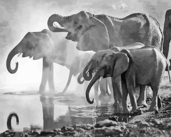 Elephants drinking in pond black and white painting by numbers.jpeg