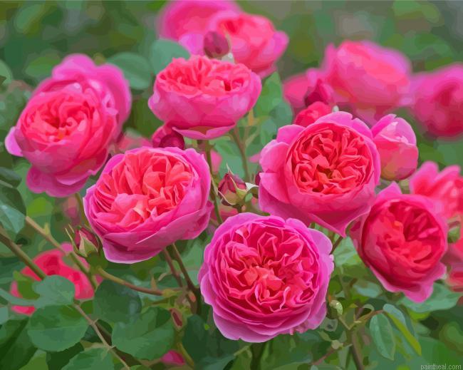 English roses flowers painting by numbers.jpeg