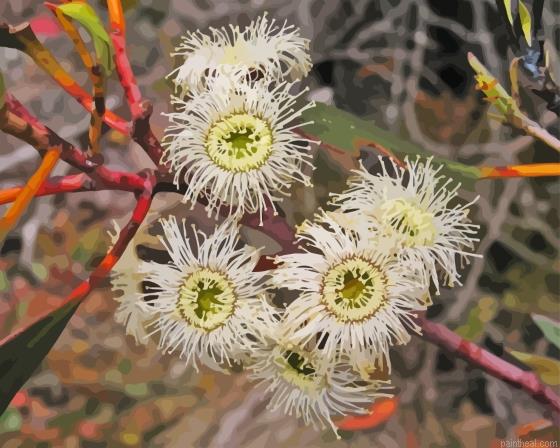 Eucalyptus pauciflora painting by numbers.jpeg
