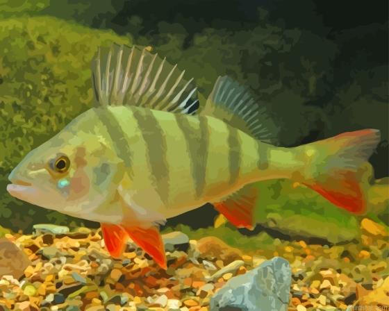 European perch painting by numbers.jpeg