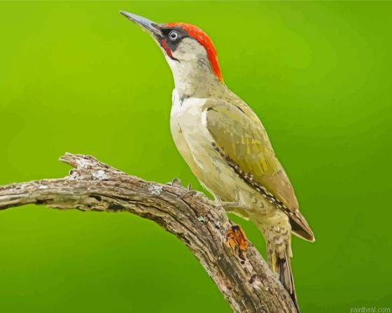 European woodpecker on tree painting by numbers.jpeg