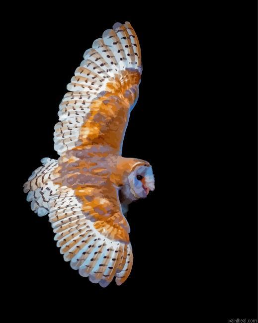 Flying barn owl wings painting by numbers.jpeg