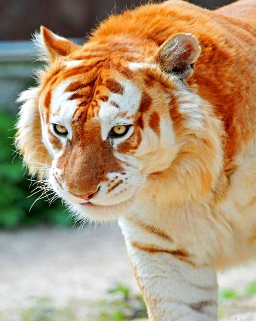 Golden tiger animal painting by numbers.jpeg