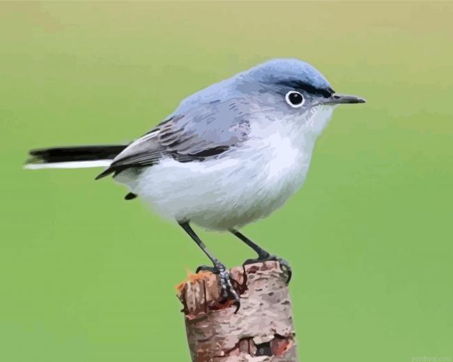 Gray catbird painting by numbers.jpeg
