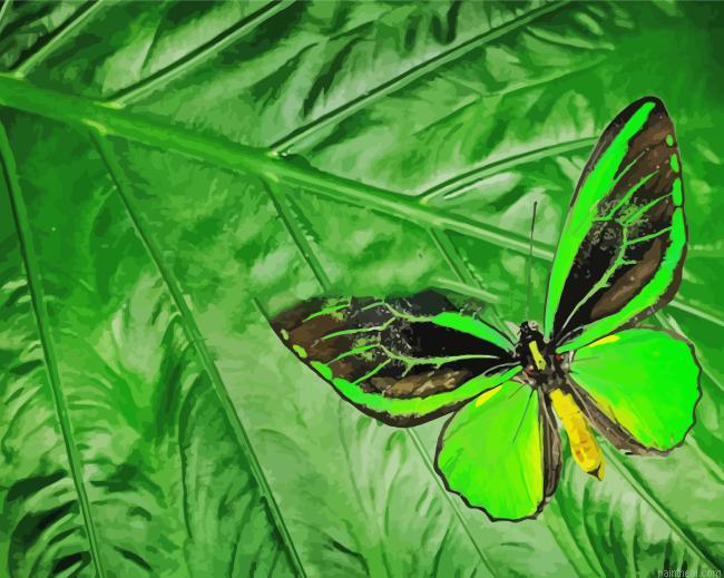 Green black butterfly painting by numbers.jpeg