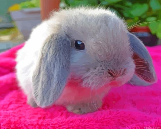 Grey cute baby bunnies painting by numbers.jpeg