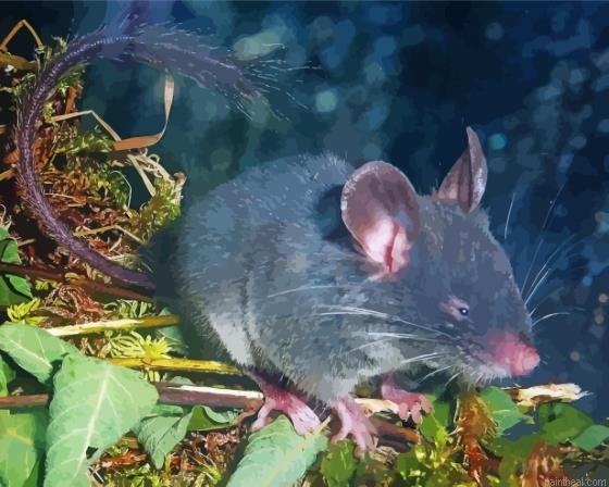 Grey dormouse animal painting by numbers.jpeg