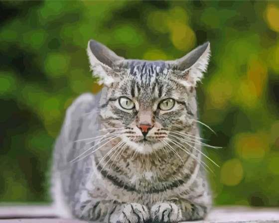 Grey tabby cat pet painting by numbers.jpeg